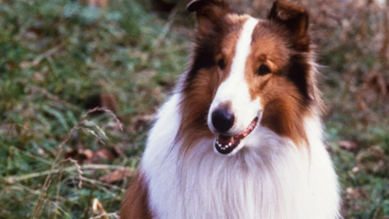 Lassie İndir - görsel 5