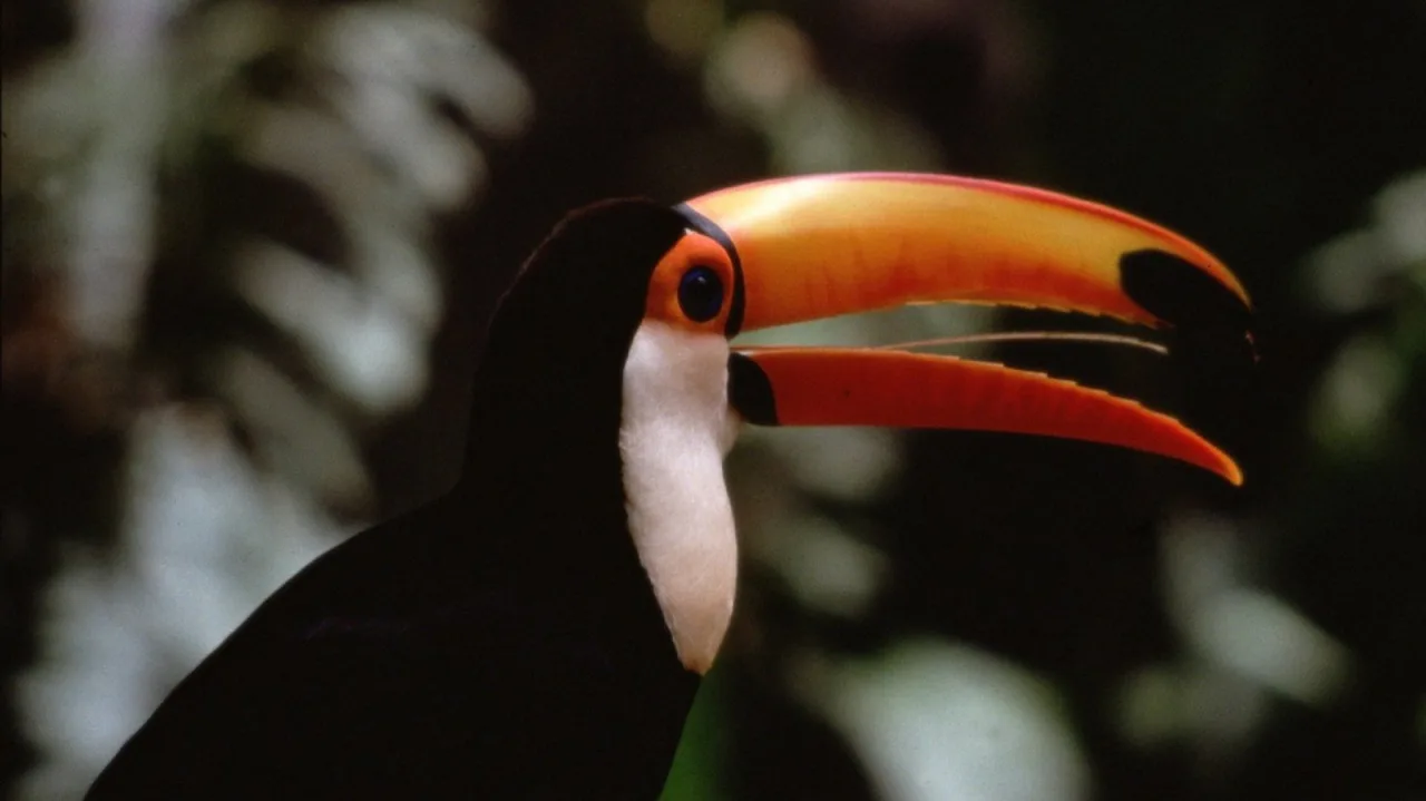 The Life of Birds İndir - görsel 1
