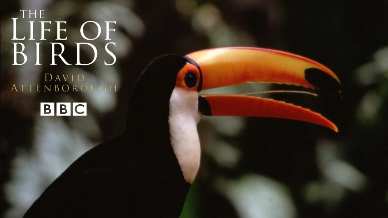 The Life of Birds İndir - görsel 2