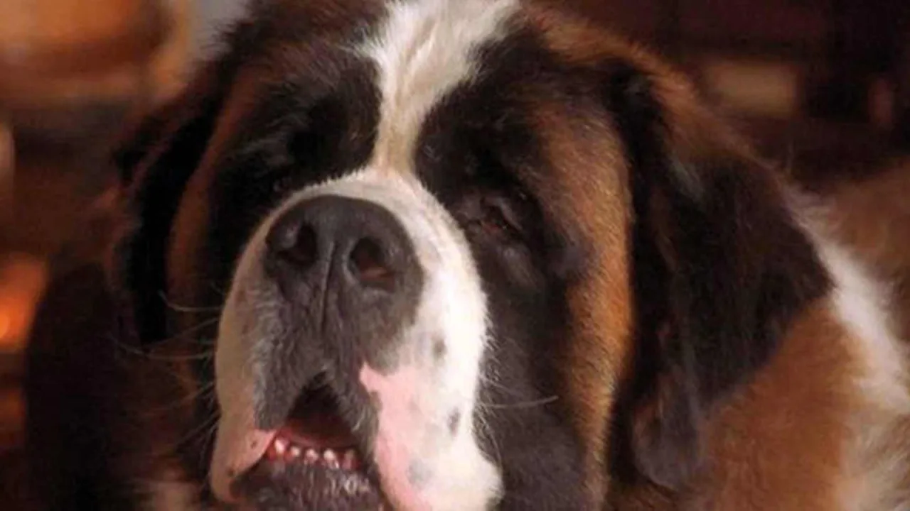 Afacan Köpek Beethoven 3 - görsel 3