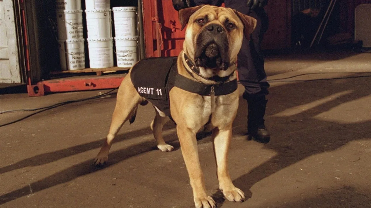 Harika Köpek Spot İndir - görsel 5