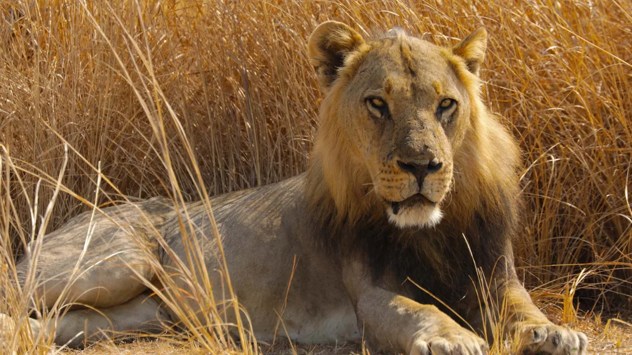 Big Cat Country 1080p İndir - görsel 1