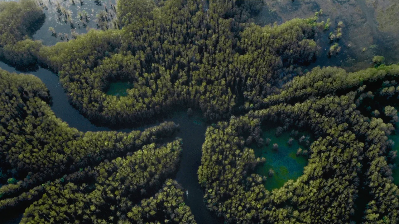 Caddo Lake İndir - görsel 7