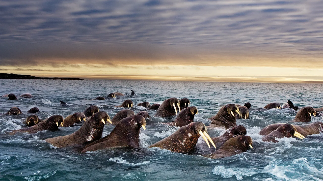 Great Migrations 1080p İndir - görsel 1