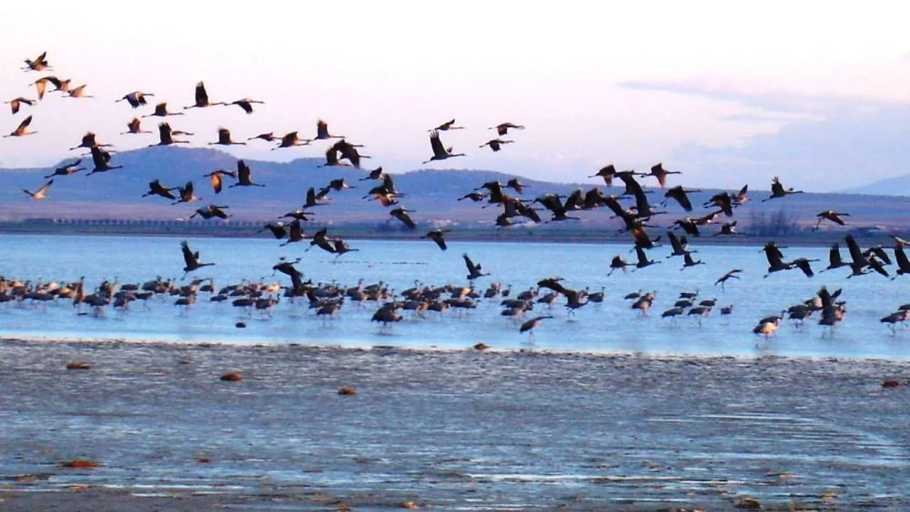 Great Migrations 1080p İndir - görsel 5