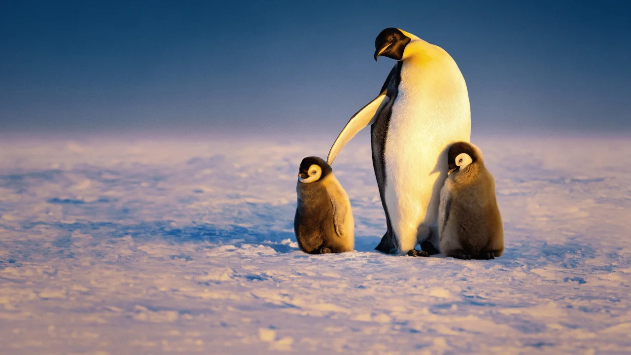 Penguenlerin Gizemli Dünyası 1080p Dual İndir - görsel 3