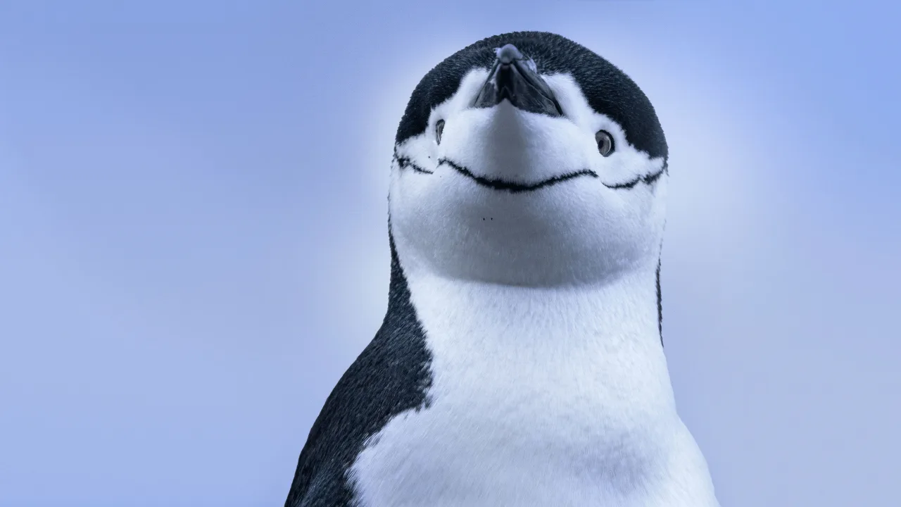 Penguenlerin Gizemli Dünyası 1080p Dual İndir - görsel 4