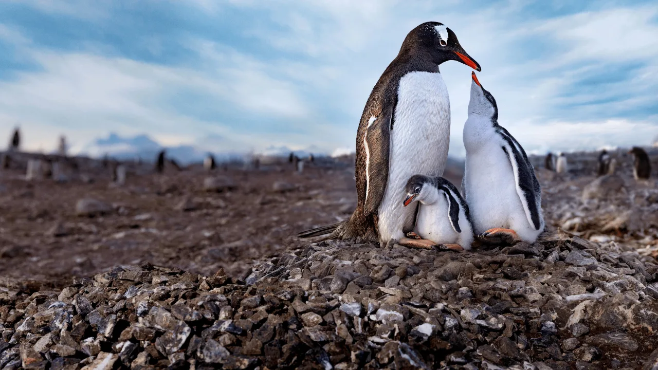 Penguenlerin Gizemli Dünyası 1080p Dual İndir - görsel 5