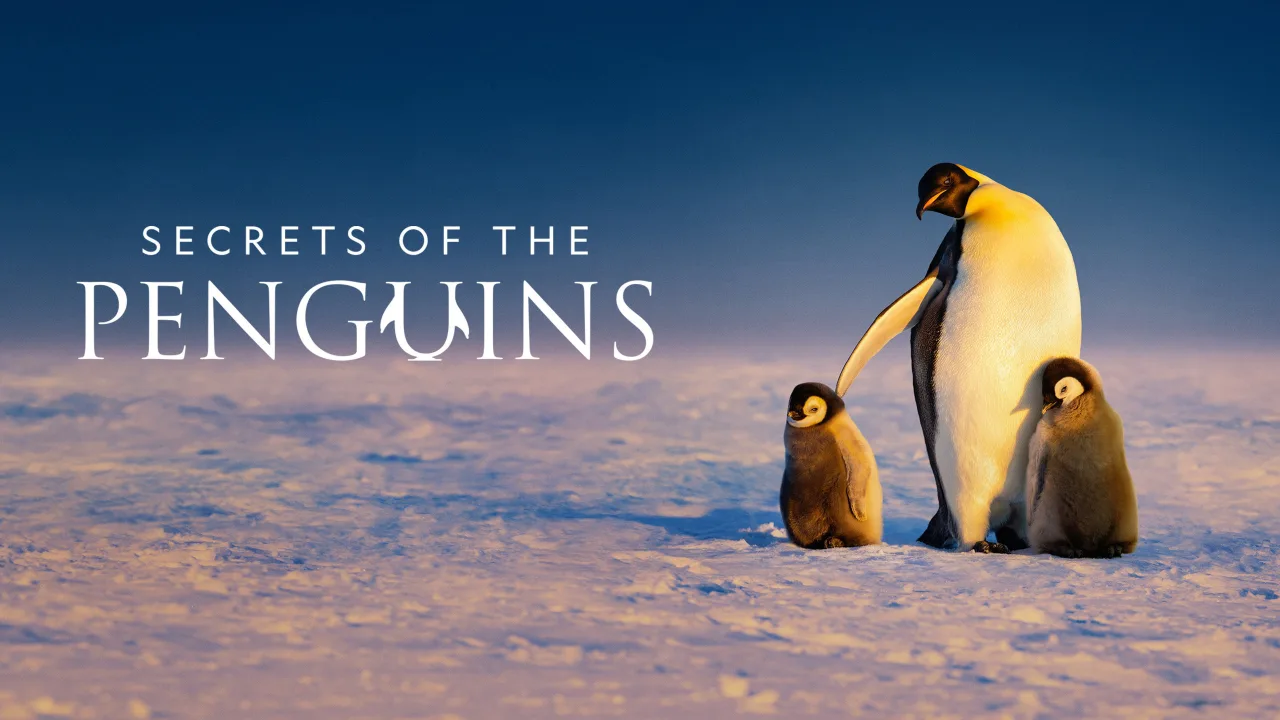 Penguenlerin Gizemli Dünyası 1080p Dual İndir - görsel 9