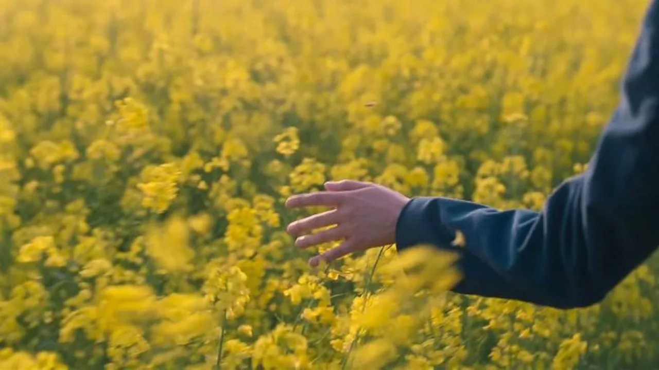 When Life Gives You Tangerines 1080p İndir - görsel 9