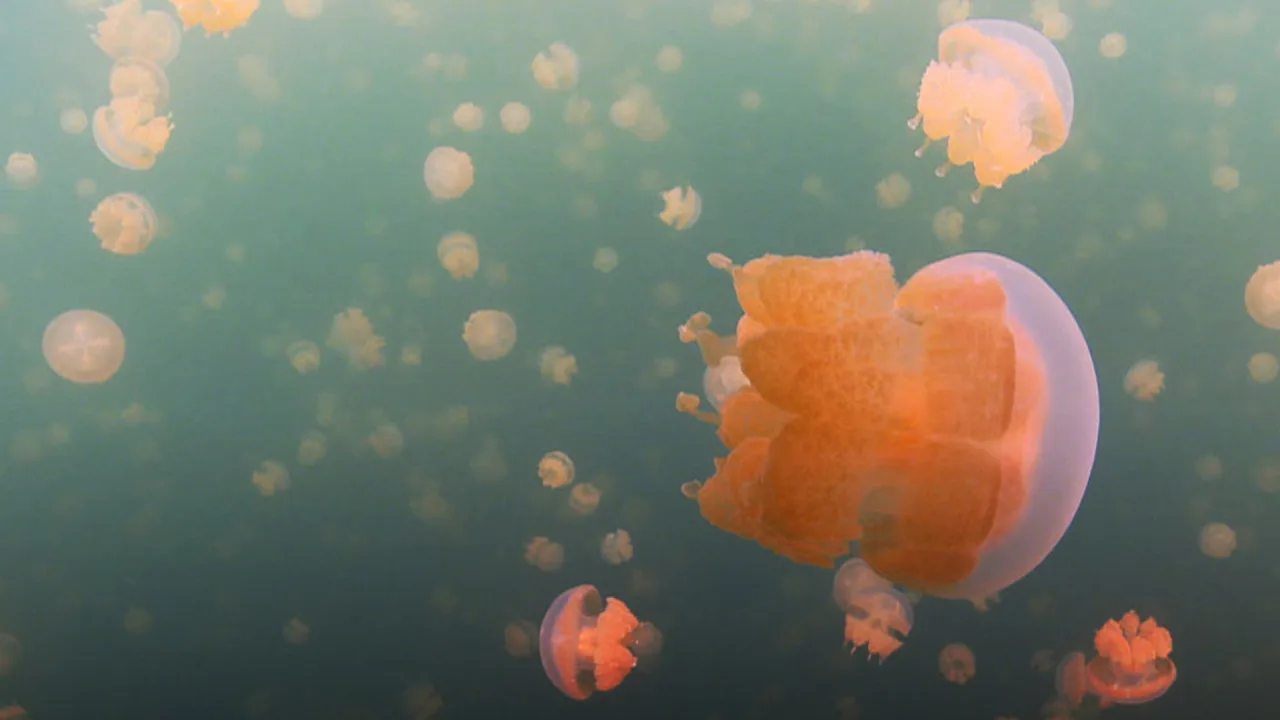 Wonders of Life 1080p Altyazılı İndir - görsel 1