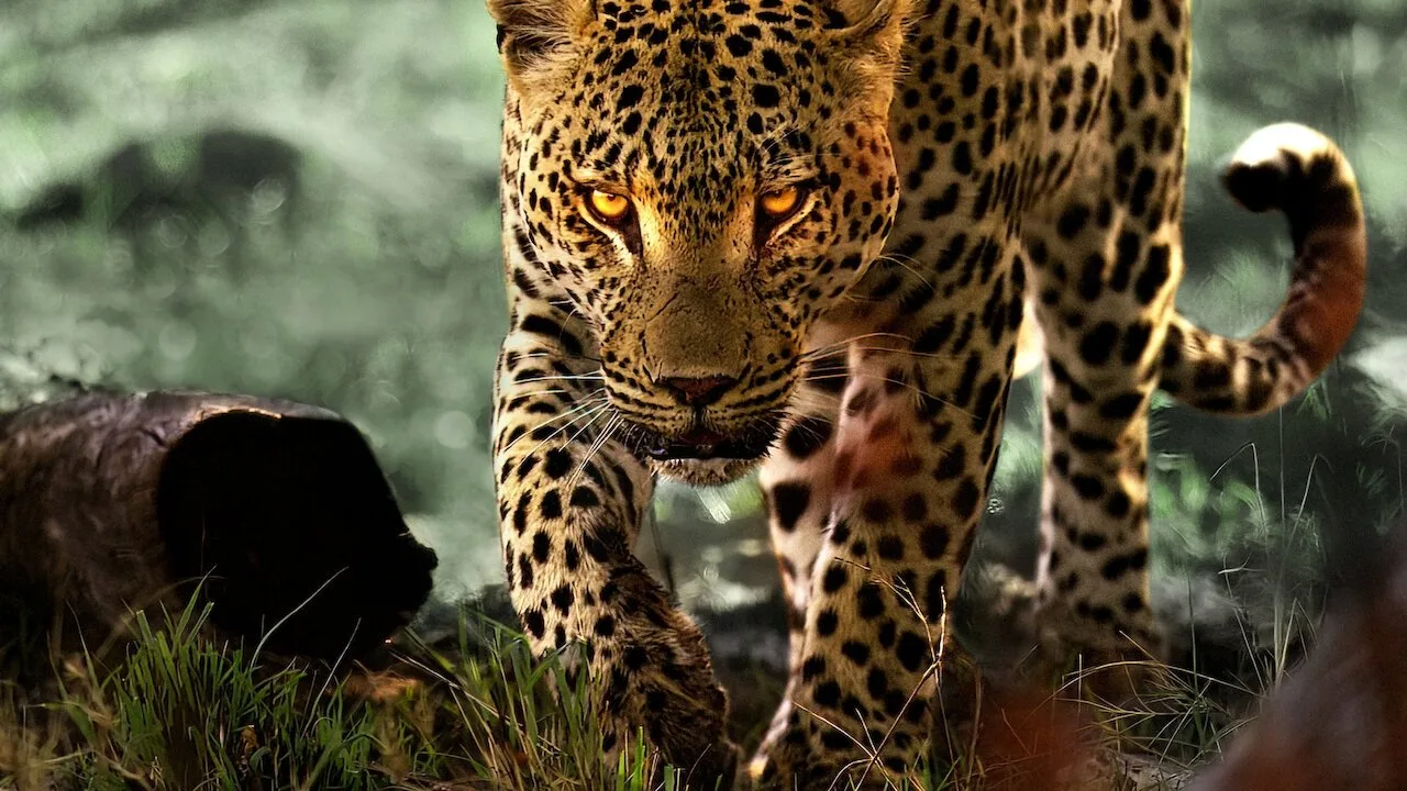 Leoparlarla Yaşam İndir - görsel 4