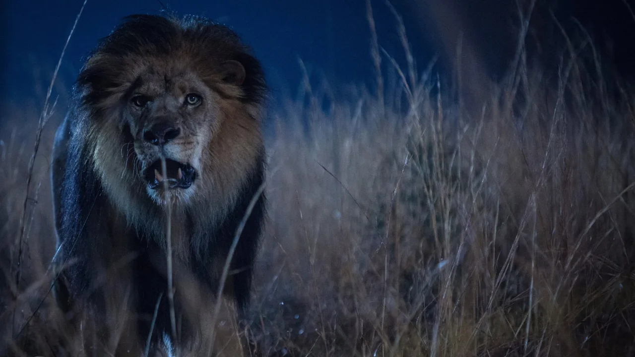 Zoo 1080p İndir - görsel 10