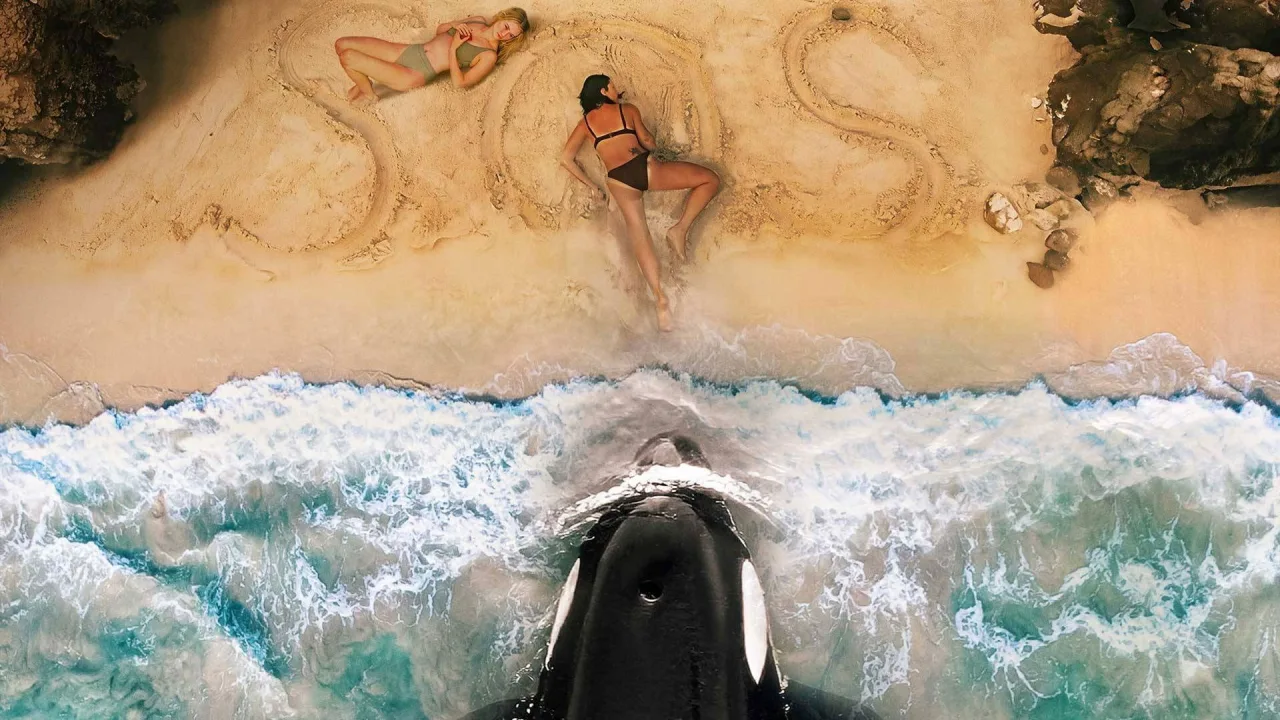 Killer Whale - görsel 2