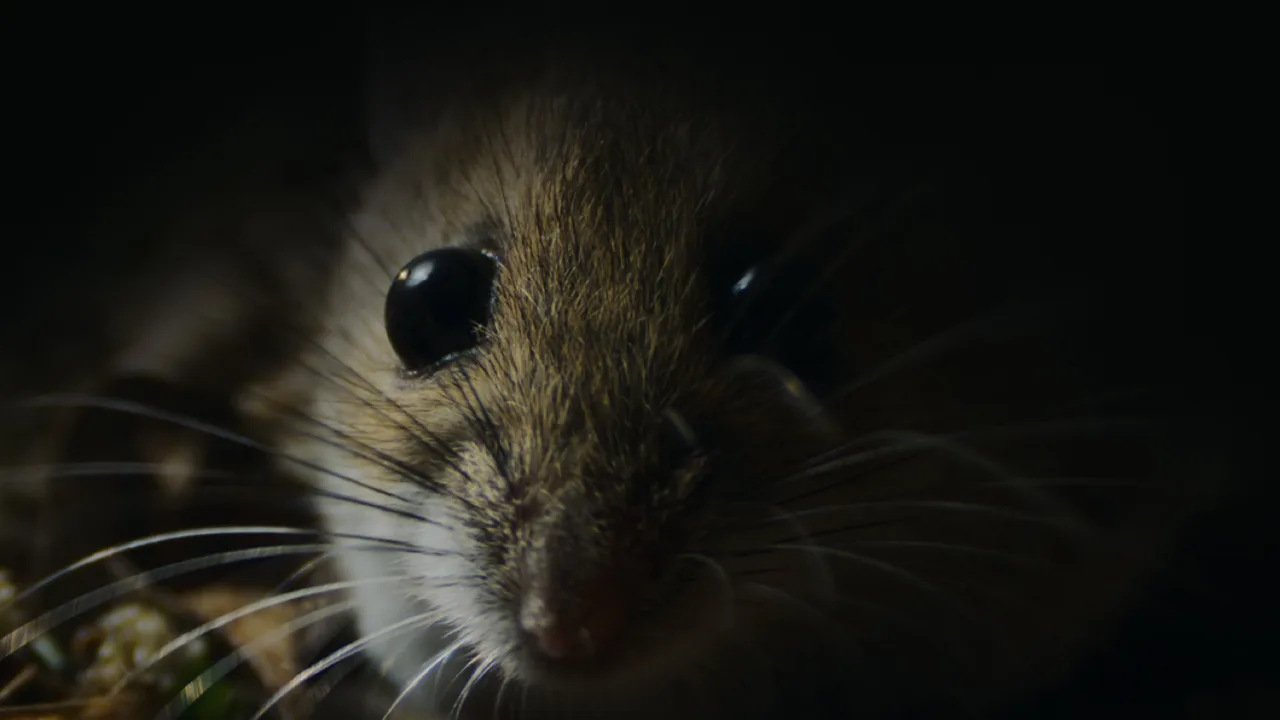Nightmares of Nature 1080p İndir - görsel 5