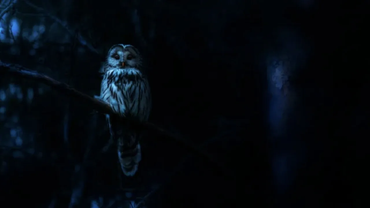 Nightmares of Nature 1080p İndir - görsel 6