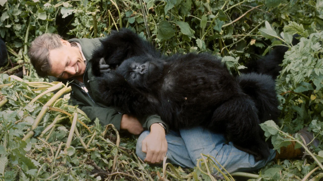 A Gorilla Story: Told by David Attenborough İndir - görsel 1