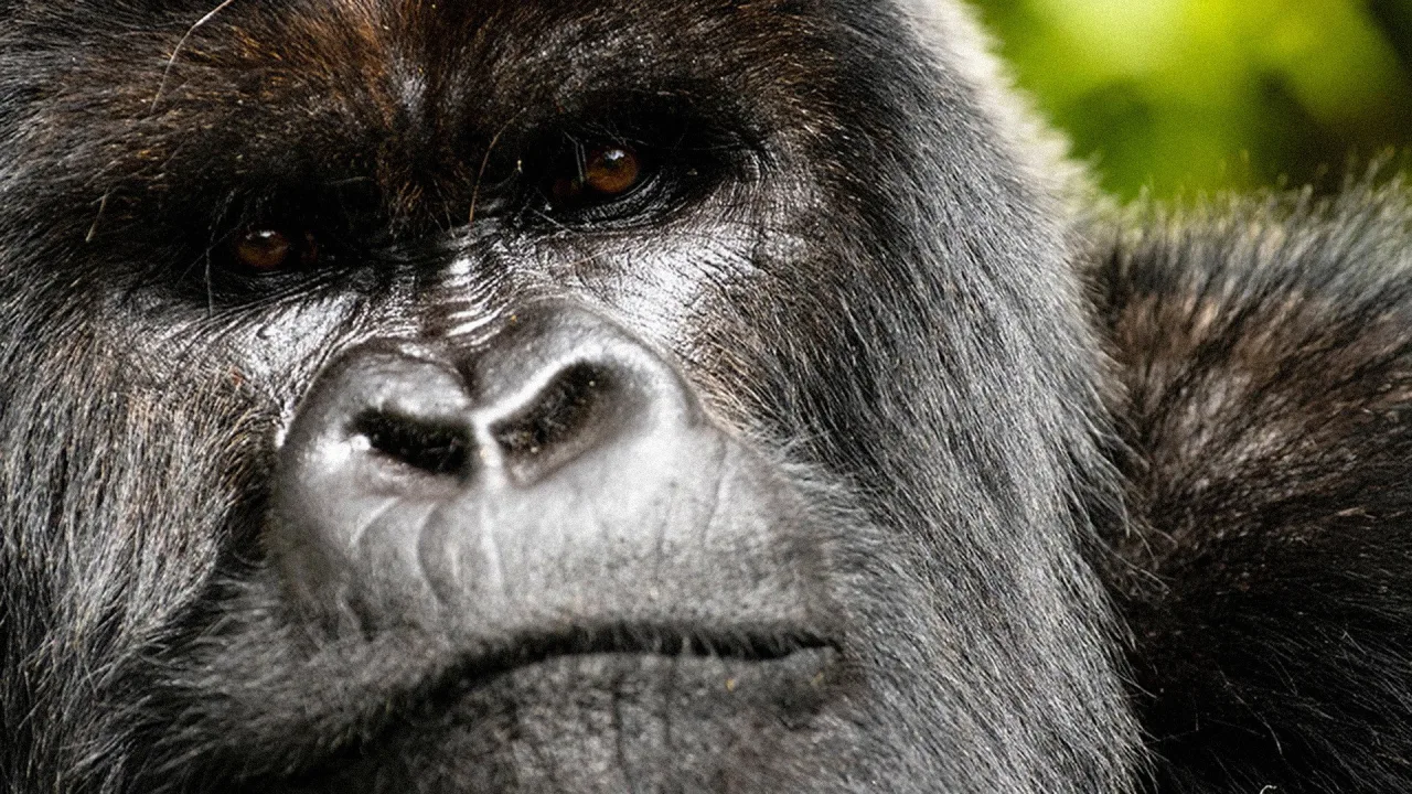 A Gorilla Story: Told by David Attenborough İndir - görsel 4