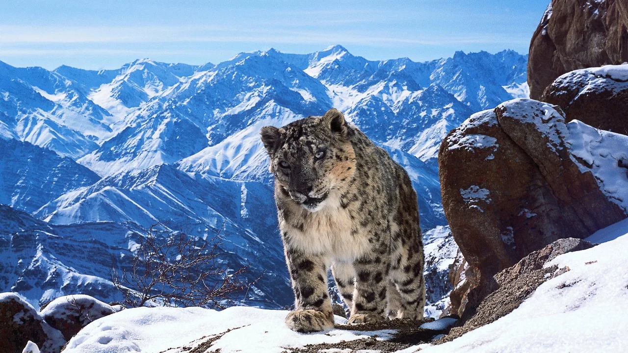 Planet Earth II İndir - görsel 1