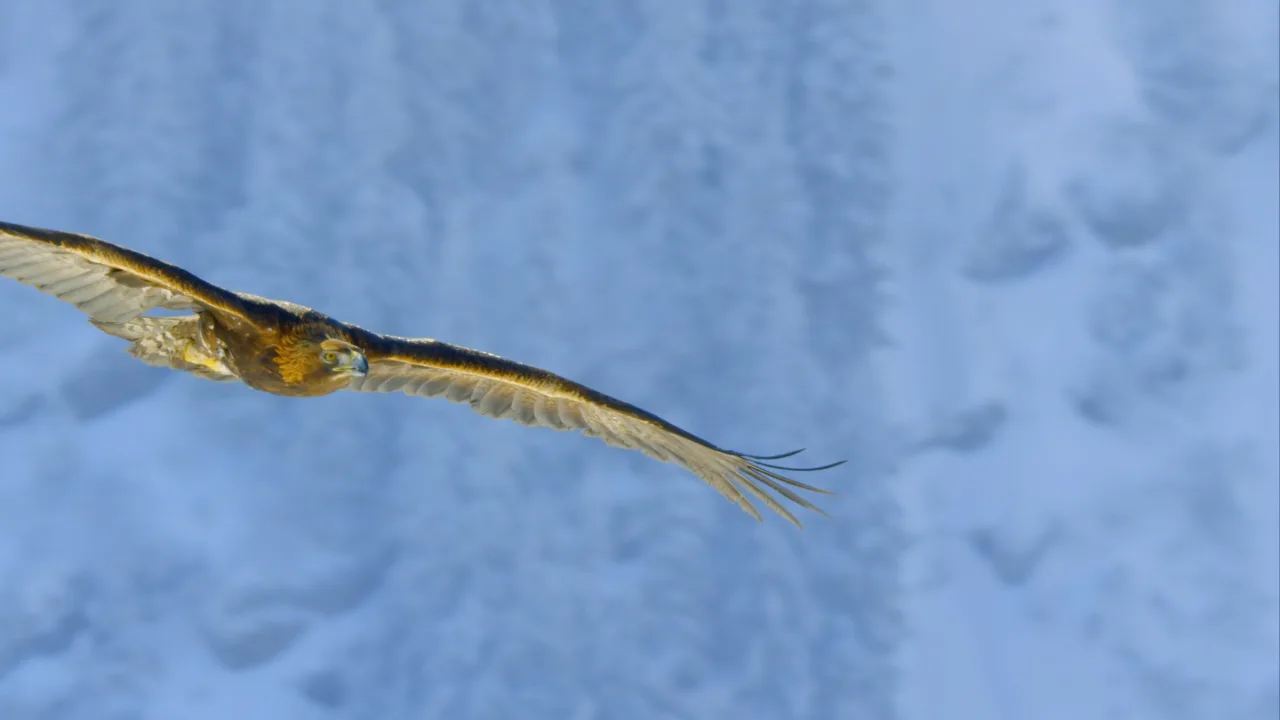 Planet Earth II İndir - görsel 10