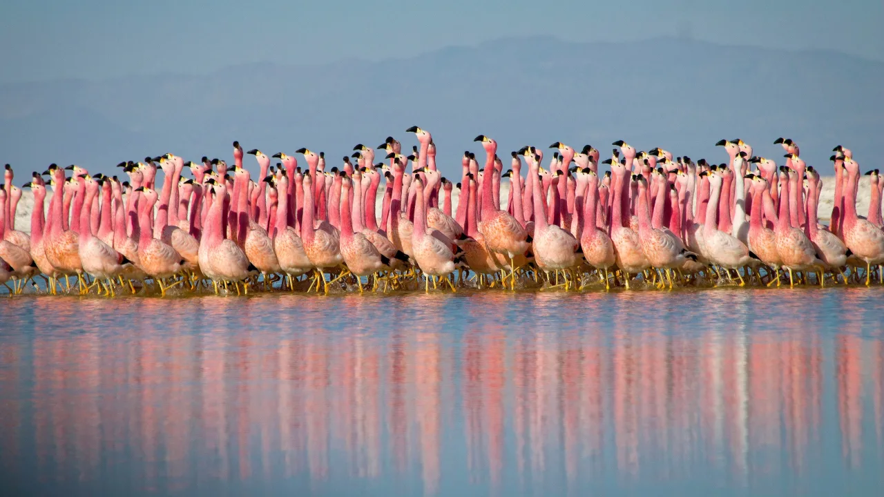 Planet Earth II İndir - görsel 2