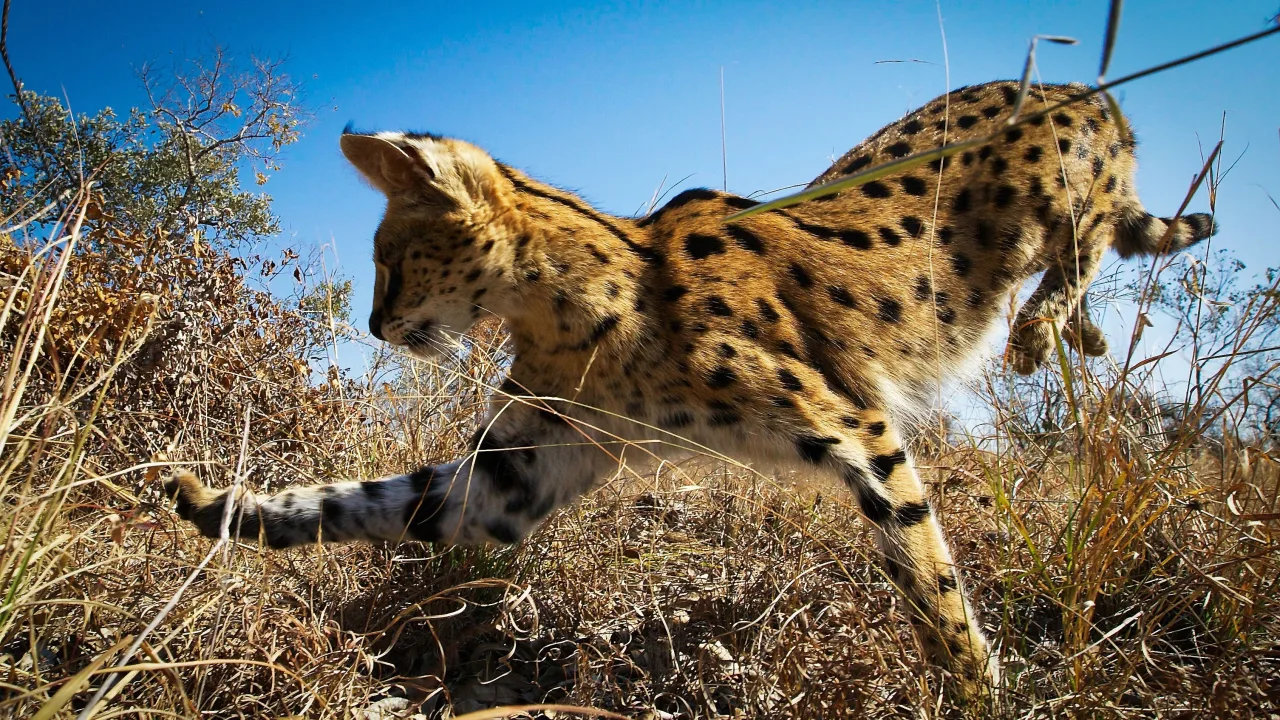 Planet Earth II İndir - görsel 7