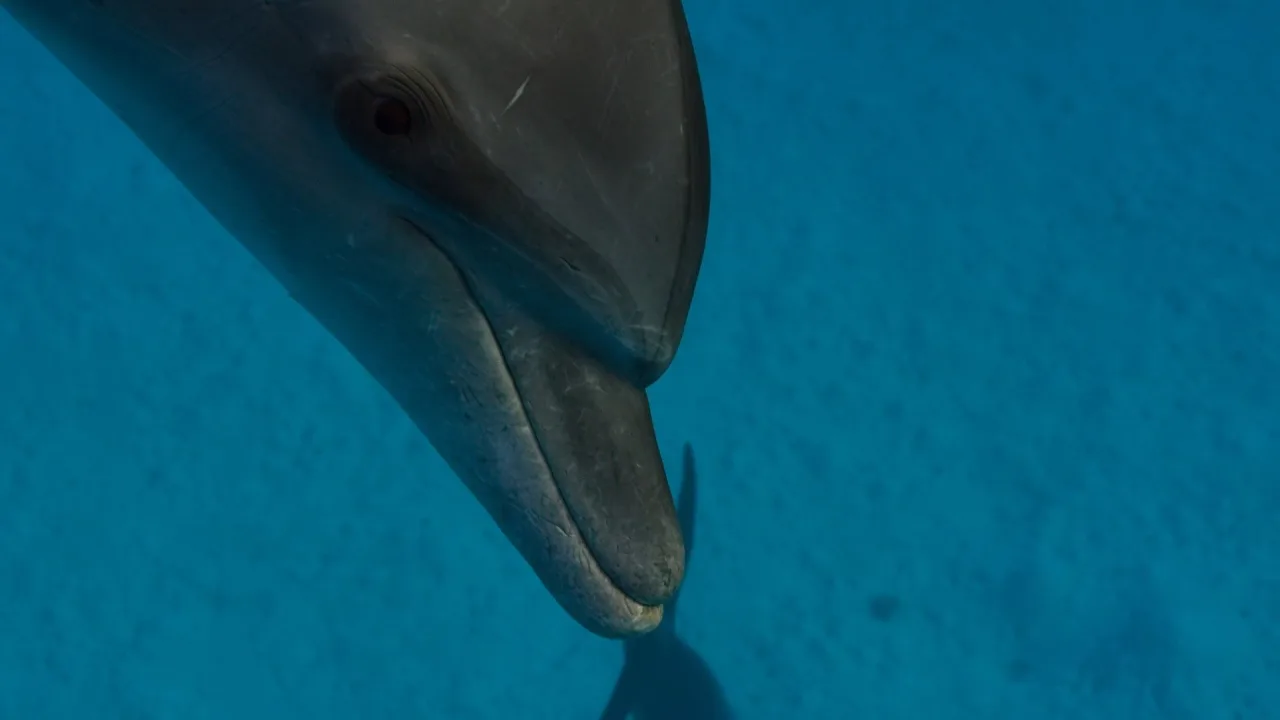 Blue Planet II 4K İndir - görsel 10