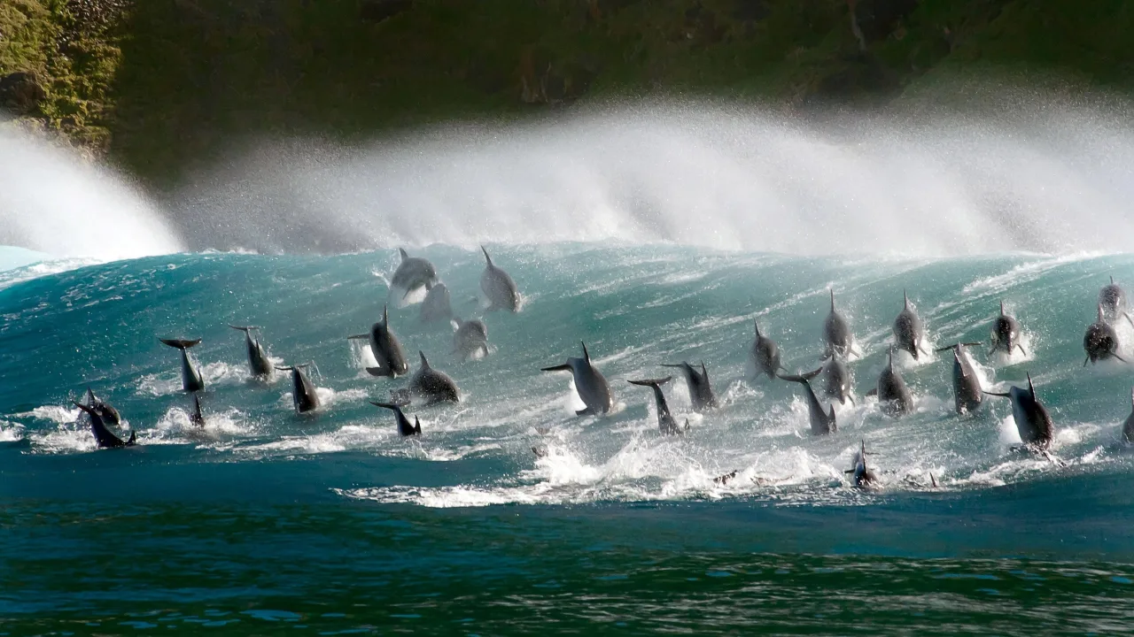 Blue Planet II 4K İndir - görsel 2