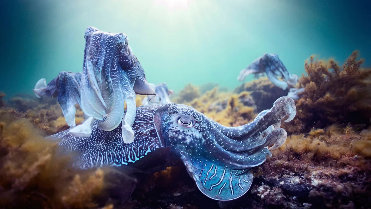 Blue Planet II 4K İndir - görsel 3