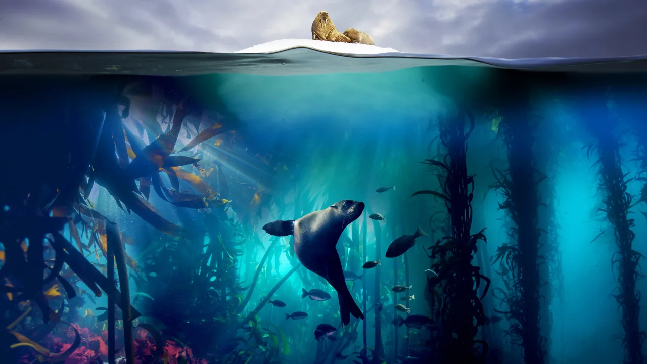Blue Planet II 4K İndir - görsel 4