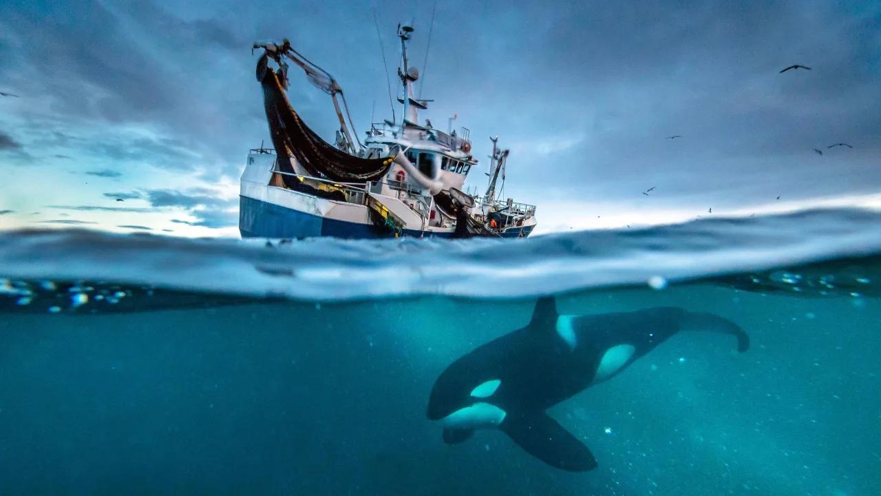 Blue Planet II 4K İndir - görsel 5