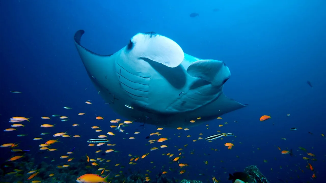 Blue Planet II 4K İndir - görsel 6