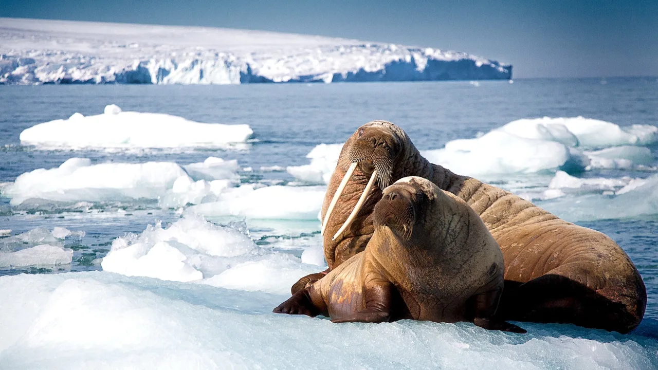 Blue Planet II 4K İndir - görsel 7