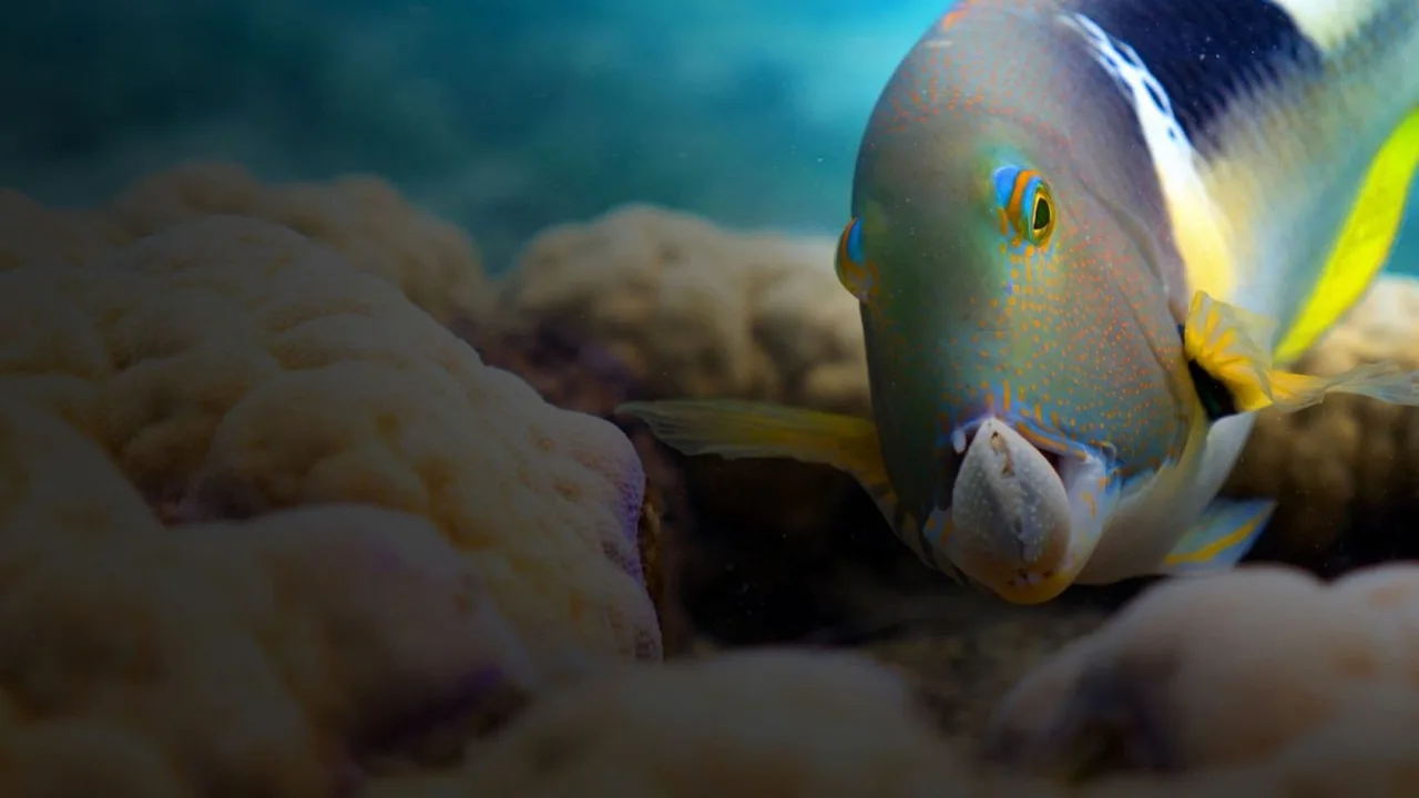 Blue Planet II 4K İndir - görsel 8