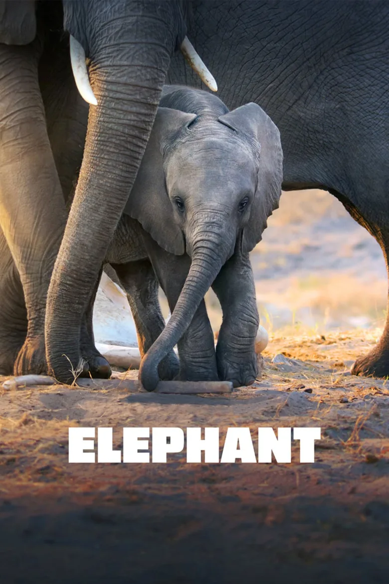 Elephant İndir - görsel 9