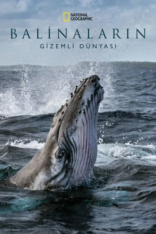 Balinaların Gizemli Dünyası 1080p Dual İndir - görsel 9