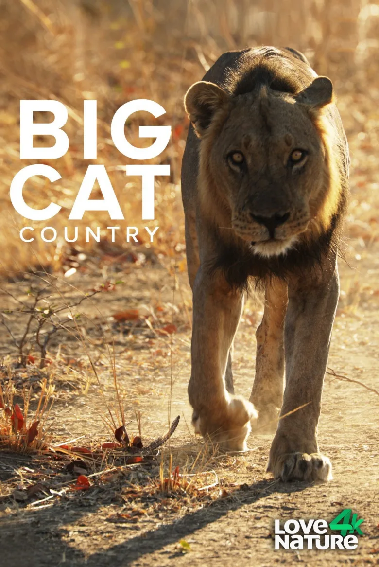 Big Cat Country 1080p İndir - görsel 4