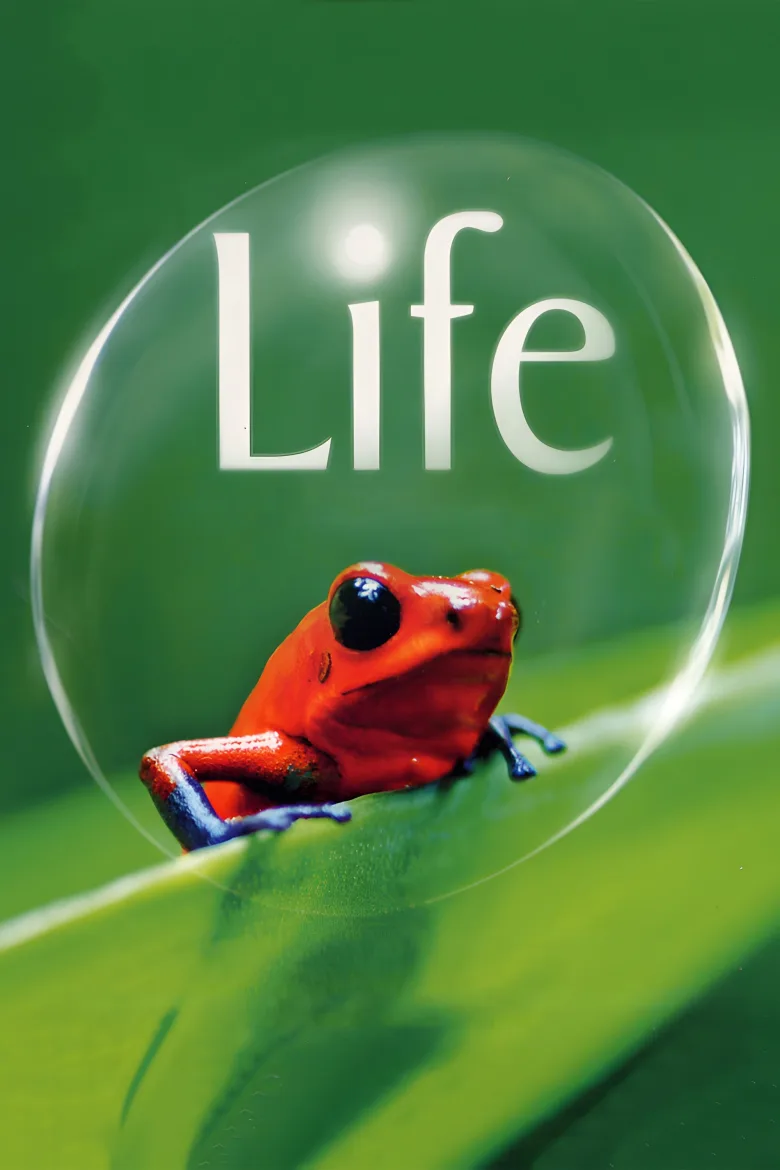 Life - görsel 12