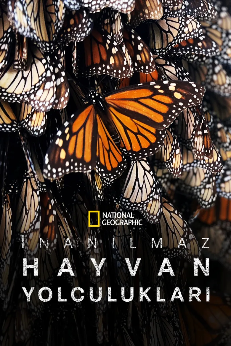 Hayvanların İnanılmaz Yolculukları 1080p İndir - görsel 9