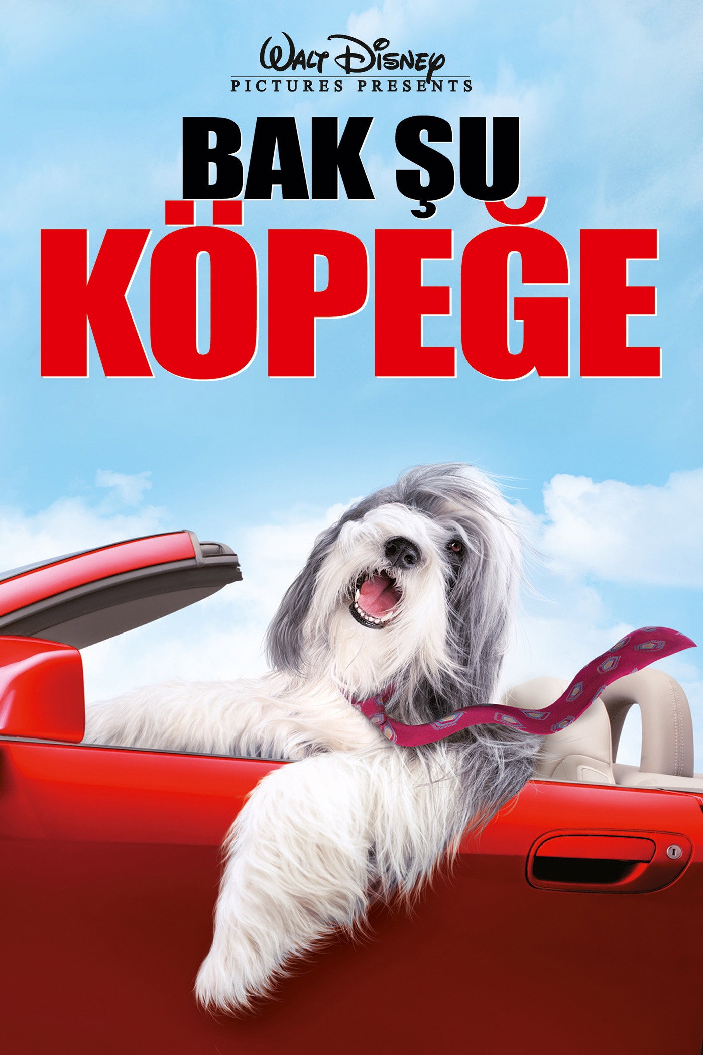 Bak Şu Köpeğe İndir