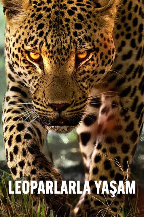 Leoparlarla Yaşam İndir