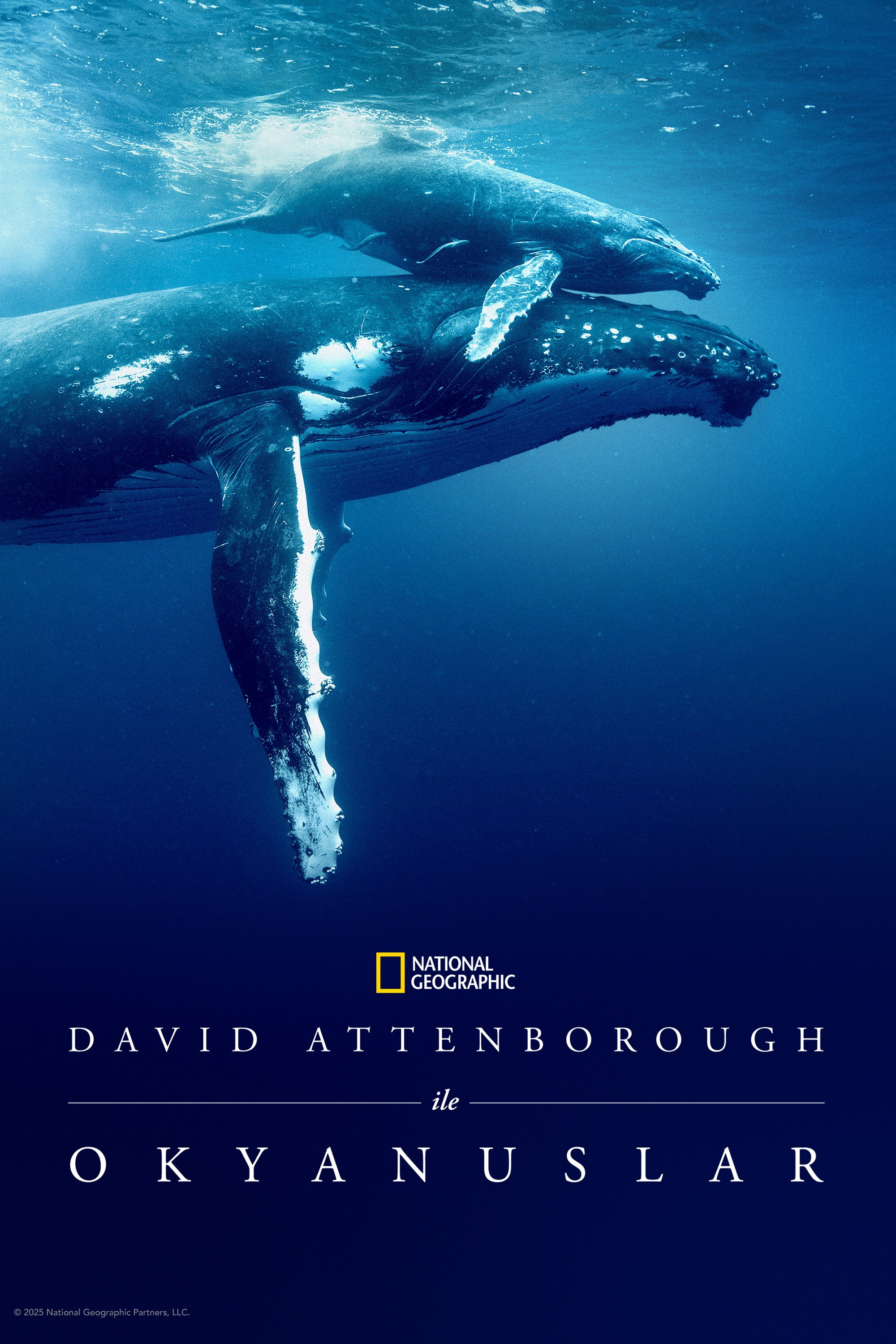 David Attenborough ile Okyanuslar İndir