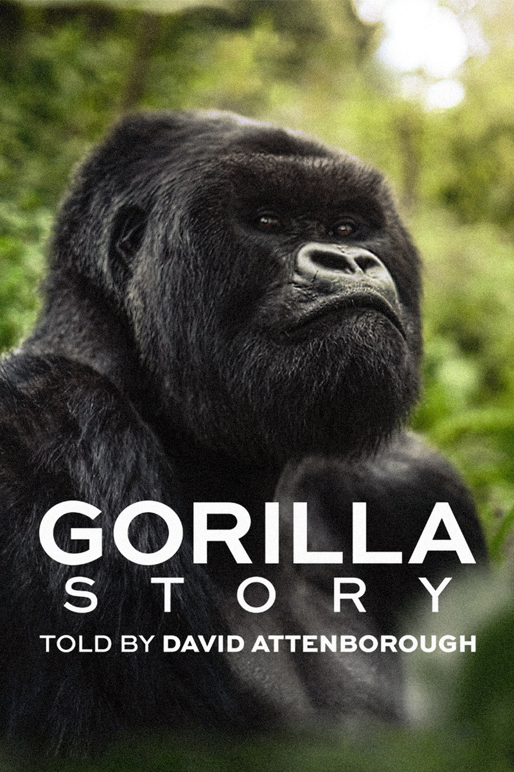 A Gorilla Story: Told by David Attenborough İndir