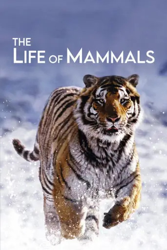 The Life of Mammals 720p Altyazılı İndir posteri