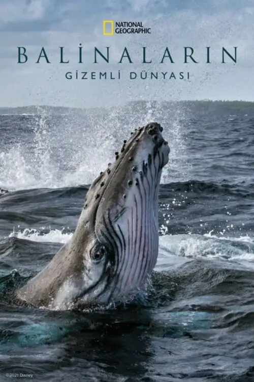 Balinaların Gizemli Dünyası 1080p Dual İndir posteri