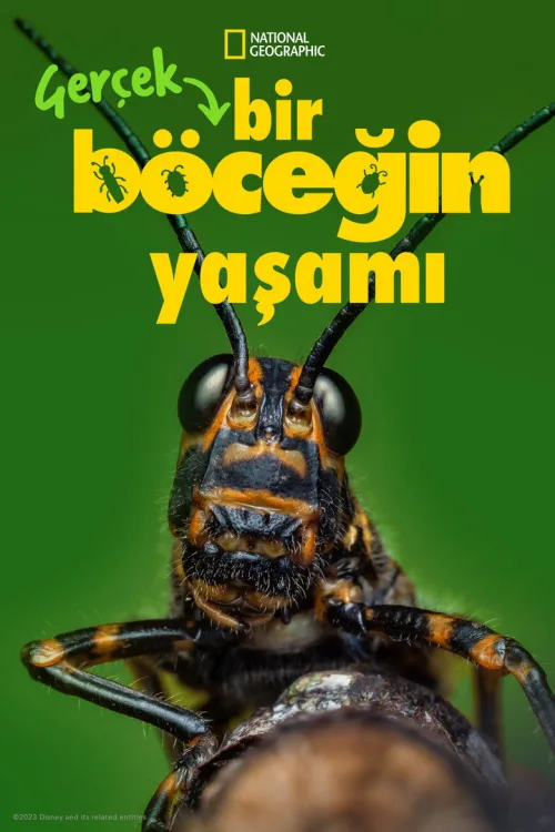 Gerçek Bir Böceğin Yaşamı 1080p İndir posteri