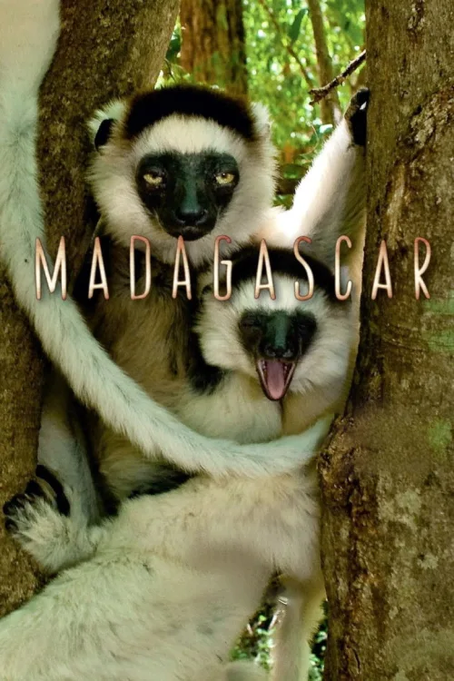 Madagascar 1080p İndir posteri
