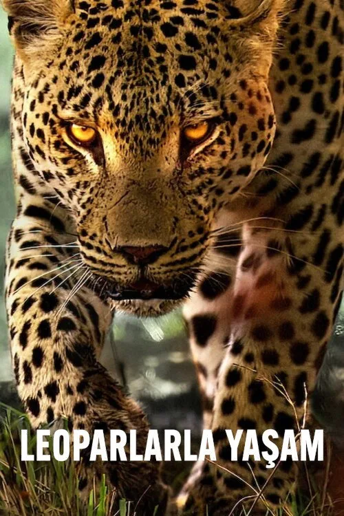 Leoparlarla Yaşam İndir posteri