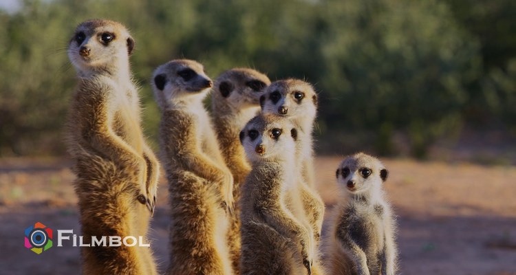 GameStop Olayı İndir