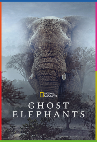 Hayalet Filler İndir